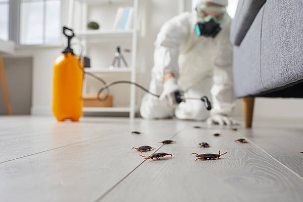 Commercial Kitchen Cockroach Control in Baltimore